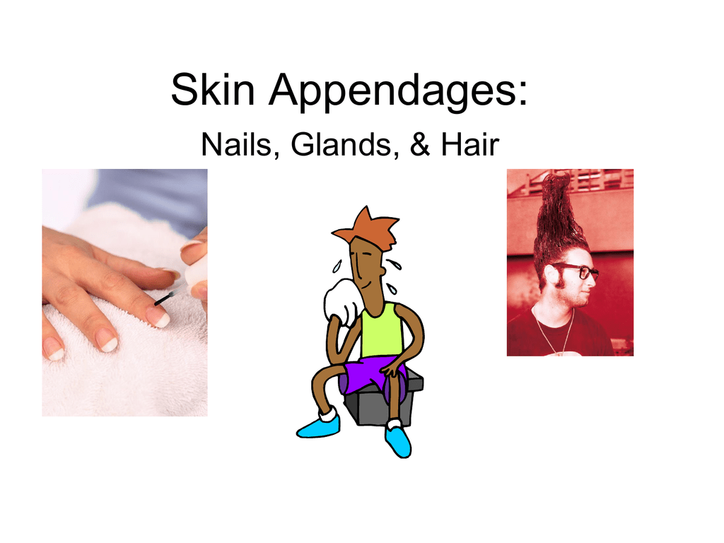 Skin Appendages: Nails, Glands, & Hair