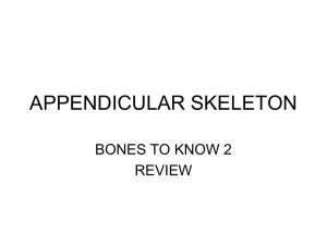 APPENDICULAR SKELETON BONES TO KNOW 2 REVIEW