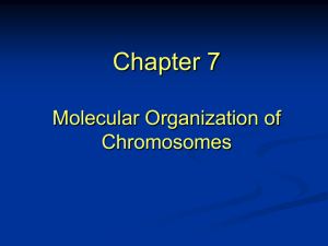 Chapter 7 Molecular Organization of Chromosomes
