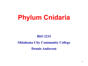 Phylum Cnidaria BIO 2215 Oklahoma City Community College Dennis Anderson