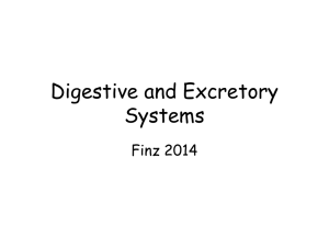 Digestive and Excretory Systems Finz 2014