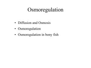Osmoregulation • Diffusion and Osmosis • Osmoregulation • Osmoregulation in bony fish