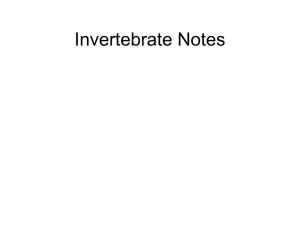 Invertebrate Notes