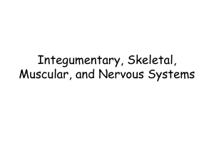 Integumentary, Skeletal, Muscular, and Nervous Systems