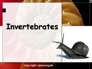 Invertebrates 1 copyright cmassengale