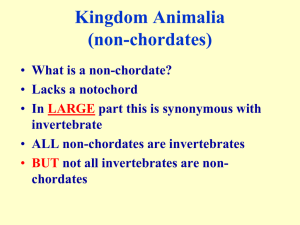 Kingdom Animalia (non-chordates) What is a non-chordate? Lacks a notochord