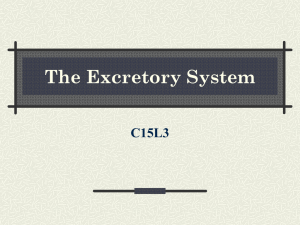 The Excretory System C15L3