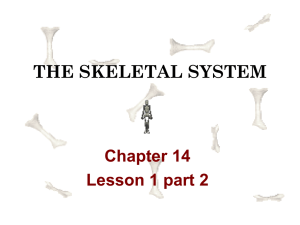 THE SKELETAL SYSTEM Chapter 14 Lesson 1 part 2