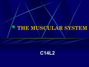 THE MUSCULAR SYSTEM C14L2