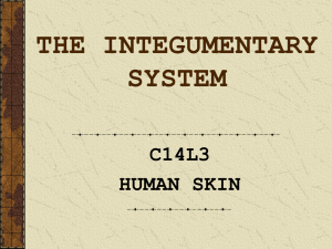THE INTEGUMENTARY SYSTEM C14L3 HUMAN SKIN