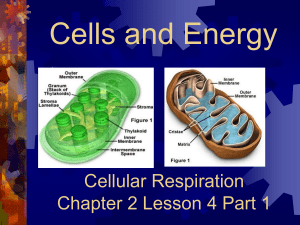 Cells and Energy Cellular Respiration Chapter 2 Lesson 4 Part 1