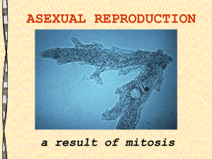 ASEXUAL REPRODUCTION a result of mitosis