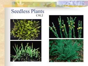 Seedless Plants C9L2