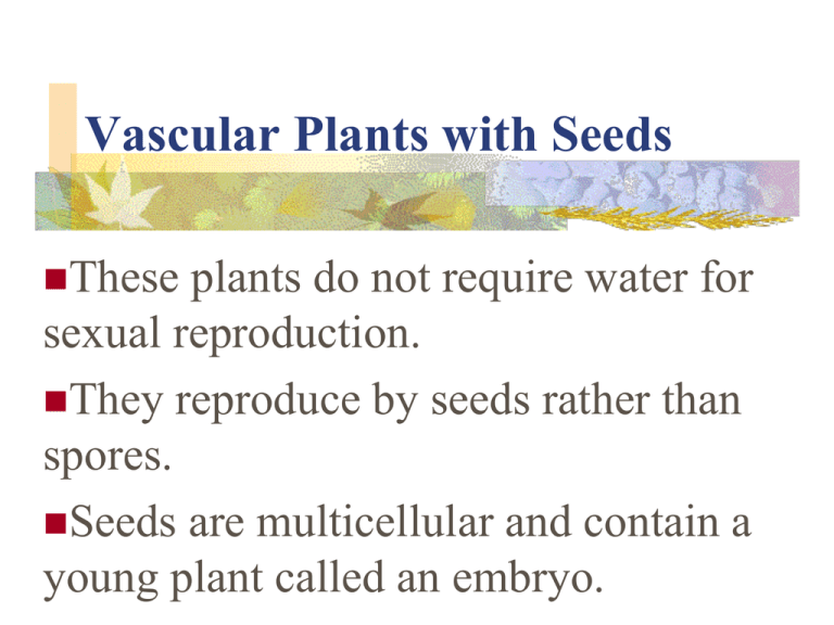 Vascular Plants With Seeds