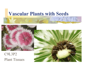 Vascular Plants with Seeds C9L3P2 Plant Tissues