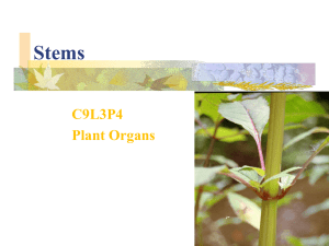 Stems C9L3P4 Plant Organs
