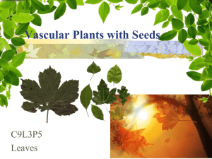 Vascular Plants with Seeds C9L3P5 Leaves