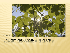 ENERGY PROCESSING IN PLANTS C10L1