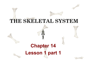 THE SKELETAL SYSTEM Chapter 14 Lesson 1 part 1