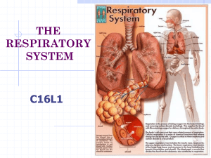 THE RESPIRATORY SYSTEM C16L1