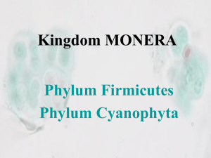 Kingdom MONERA Phylum Firmicutes Phylum Cyanophyta