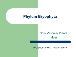 Phylum Bryophyta Non- Vascular Plants Moss Bryophyta means “mosslike plant”