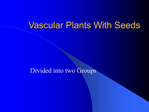 Vascular Plants With Seeds Divided into two Groups