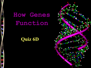 How Genes Function Quiz 6D