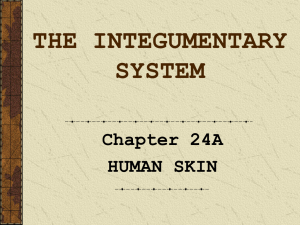THE INTEGUMENTARY SYSTEM Chapter 24A HUMAN SKIN