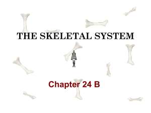 THE SKELETAL SYSTEM Chapter 24 B