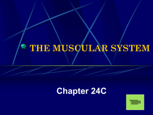 THE MUSCULAR SYSTEM Chapter 24C