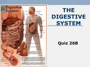 THE DIGESTIVE SYSTEM Quiz 26B