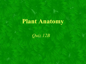 Plant Anatomy Quiz 12B