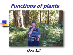 Functions of plants Quiz 13A