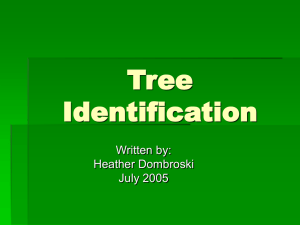 Tree Identification Written by: Heather Dombroski