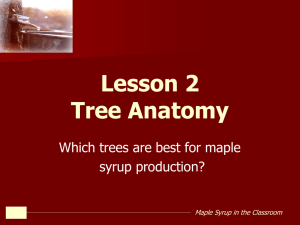 Lesson 2 Tree Anatomy Which trees are best for maple syrup production?