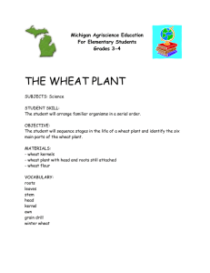 THE WHEAT PLANT Michigan Agriscience Education For Elementary Students