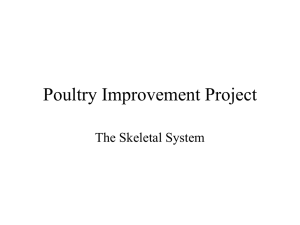 Poultry Improvement Project The Skeletal System