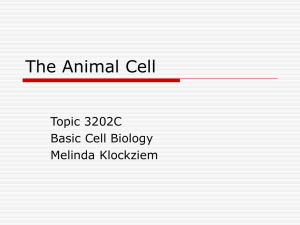 The Animal Cell Topic 3202C Basic Cell Biology Melinda Klockziem