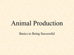 Animal Production Basics to Being Successful