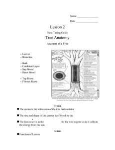 Lesson 2  Tree Anatomy
