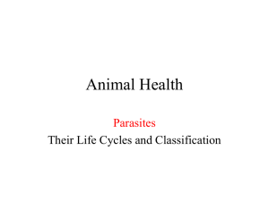 Animal Health Parasites Their Life Cycles and Classification