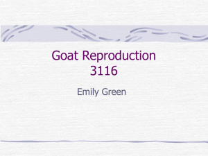 Goat Reproduction 3116 Emily Green