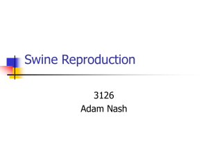 Swine Reproduction 3126 Adam Nash