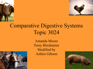 Comparative Digestive Systems Topic 3024 Amanda Moore Torey Birchmeier