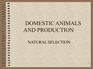 DOMESTIC ANIMALS AND PRODUCTION NATURAL SELECTION 1