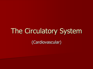 The Circulatory System (Cardiovascular)