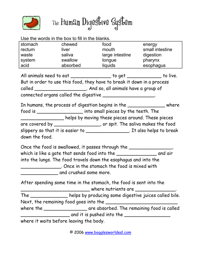 Use the words in the box to fill in the stomach chewed food In Digestive System Worksheet Answer Key