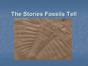The Stories Fossils Tell