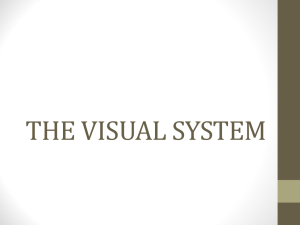 THE VISUAL SYSTEM